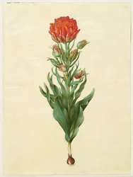 Tulipa gesneriana